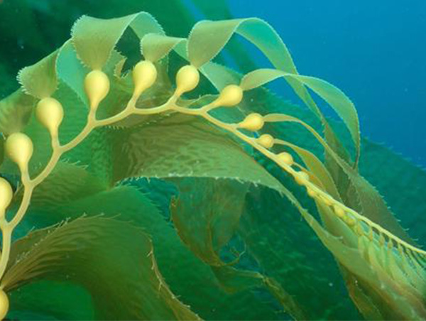 海藻纤维